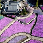 開花が進み、色味が鮮やかになったシバザクラのじゅうたん＝三田市永沢寺（ドローンで撮影）