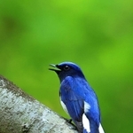 新緑にコバルトブルーが映えるオオルリ＝神戸市中央区