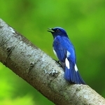 六甲山系の森に飛来している夏鳥のオオルリ＝神戸市中央区神戸港地方