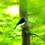 六甲山系の森に飛来している夏鳥のオオルリ＝神戸市中央区神戸港地方