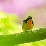 夏鳥「キビタキ」も姿を見せている＝神戸市中央区（撮影・鈴木雅之）