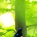 六甲山系の森に飛来している夏鳥のオオルリ＝神戸市中央区神戸港地方