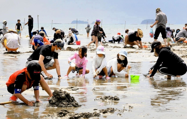 潮が引いた干潟でアサリなどを探す親子連れ＝たつの市御津町黒崎