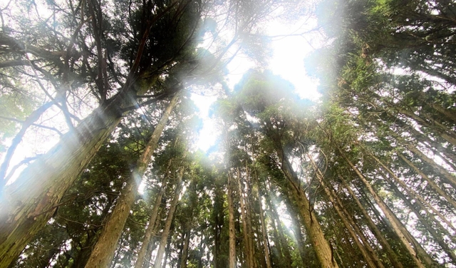 野外ステージを囲む木々＝神戸市灘区六甲山町