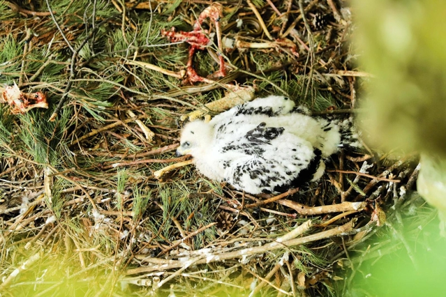 岩壁に作られた巣で育つニホンイヌワシのひな＝７日午後、但馬地方の扇ノ山周辺