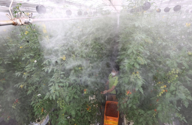 微細な霧が吹き付けられるミニトマト。日差しや気温の上昇に応じ、噴霧の回数は増える＝西脇市鹿野町