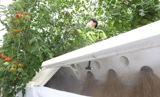 土のない空間に根を伸ばすミニトマト。噴霧される霧で効率よく吸水する＝西脇市鹿野町（撮影・長嶺麻子）