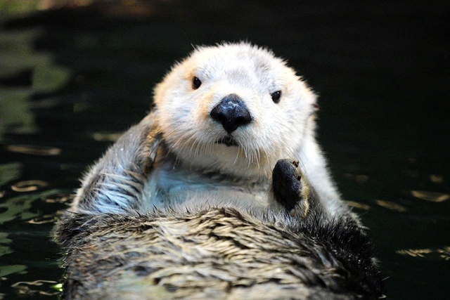 国内最高齢の２３歳で死んだラッコの雌「明日花」（神戸市立須磨海浜水族園提供）