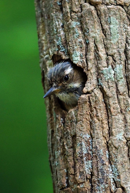 巣穴から顔をのぞかせるコゲラのひな＝神戸市須磨区、奥須磨公園（撮影・鈴木雅之）