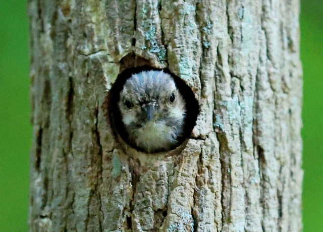 巣穴から顔をのぞかせるコゲラの幼鳥＝神戸市須磨区、奥須磨公園