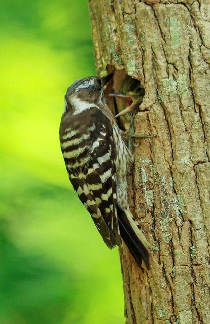 親鳥から餌をねだるコゲラのひな＝神戸市須磨区、奥須磨公園（撮影・鈴木雅之）