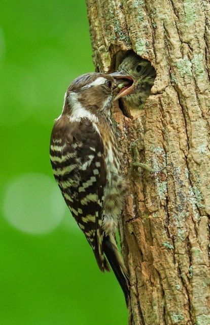 ひな（右）に餌を与えるコゲラ＝１１日午前、神戸市須磨区、奥須磨公園