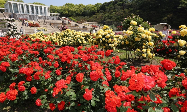赤や黄色などの大ぶりの花が咲き誇るバラ園＝１８日午前、神戸市須磨区東須磨１、須磨離宮公園