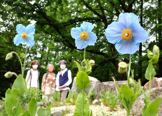 宝石のような鮮やかな青色が目を引く「ヒマラヤの青いケシ」＝２０日午前、六甲高山植物園