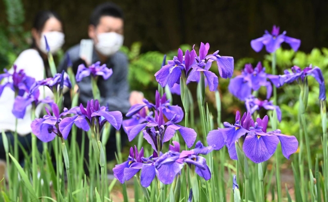 神戸新聞next 総合 水辺しっとり彩るハナショウブ ７０種５０００株 涼しげに 神戸 須磨離宮公園