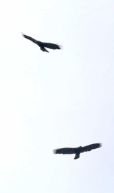 仲むつまじく大空に舞うニホンイヌワシのつがい＝２月１１日、扇ノ山周辺