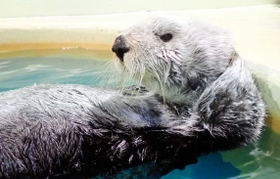 国内最高齢の２３歳で死んだラッコの雌「明日花」（神戸市立須磨海浜水族園提供）