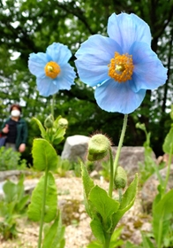 澄んだ青色の花を輝かせる「ヒマラヤの青いケシ」＝２０日午前、六甲高山植物園