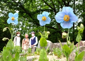 宝石のような鮮やかな青色が目を引く「ヒマラヤの青いケシ」＝２０日午前、六甲高山植物園