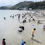 例年に比べ人出は少ない干潟で貝を探す親子連れら＝２日午後、たつの市御津町