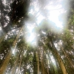 野外ステージを囲む木々＝神戸市灘区六甲山町