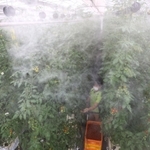 微細な霧が吹き付けられるミニトマト。日差しや気温の上昇に応じ、噴霧の回数は増える＝西脇市鹿野町