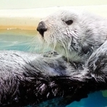 国内最高齢の２３歳で死んだラッコの雌「明日花」（神戸市立須磨海浜水族園提供）