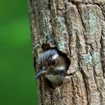 巣穴から顔をのぞかせるコゲラのひな＝神戸市須磨区、奥須磨公園（撮影・鈴木雅之）
