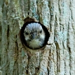 巣穴から顔をのぞかせるコゲラの幼鳥＝神戸市須磨区、奥須磨公園