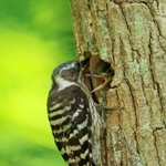 親鳥から餌をねだるコゲラのひな＝神戸市須磨区、奥須磨公園（撮影・鈴木雅之）