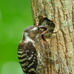 ひな（右）に餌を与えるコゲラ＝１１日午前、神戸市須磨区、奥須磨公園