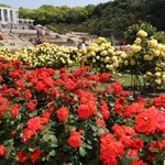 赤や黄色などの大ぶりの花が咲き誇るバラ園＝１８日午前、神戸市須磨区東須磨１、須磨離宮公園