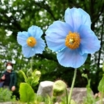 澄んだ青色の花を輝かせる「ヒマラヤの青いケシ」＝２０日午前、六甲高山植物園
