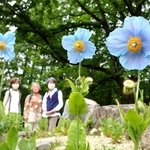 宝石のような鮮やかな青色が目を引く「ヒマラヤの青いケシ」＝２０日午前、六甲高山植物園