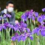 見ごろを迎えたハナショウブ＝３１日午後、神戸市須磨区東須磨、須磨離宮公園
