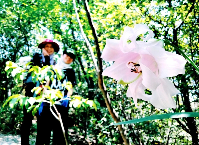 高御位山で開花した八重咲きのササユリ＝高砂市阿弥陀町阿弥陀