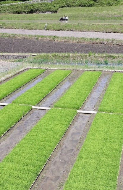 周辺で田植えが進む中、矢野義昭さんが管理する苗代（手前）で田植えを待つ山田錦の苗＝４日、三木市吉川町古市（撮影・辰巳直之）
