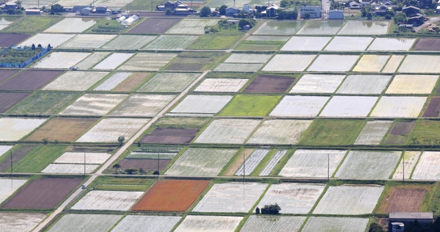 眼下に絶景。田畑の姿は日を追って変化する＝兵庫県丹波市春日町黒井、黒井城跡から