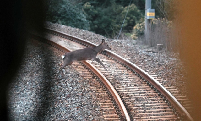 まだ明るい時間帯にもかかわらず走行中の列車前を横切るニホンジカ。衝突を回避するための急ブレーキで車両が前後に揺れる時も＝４月１２日午後、兵庫県香美町内