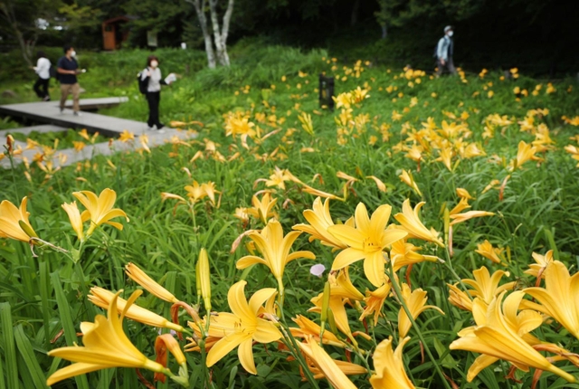 ラッパ形の黄色い花を咲かせたニッコウキスゲ＝神戸市灘区六甲山町、六甲高山植物園