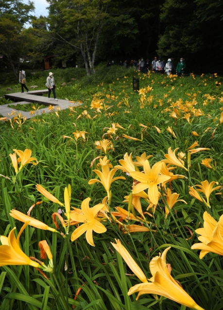 ラッパ形の黄色い花を咲かせたニッコウキスゲ＝神戸市灘区六甲山町、六甲高山植物園