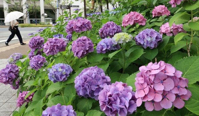雨にしっとりとぬれて街角を彩るアジサイ＝１４日午前、神戸市中央区加納町６（撮影・鈴木雅之）