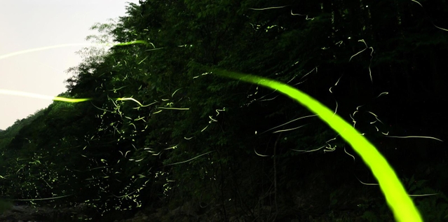 静かな川辺で明滅を繰り返すゲンジボタル＝兵庫県多可町八千代区俵田（約２分３０秒露光）