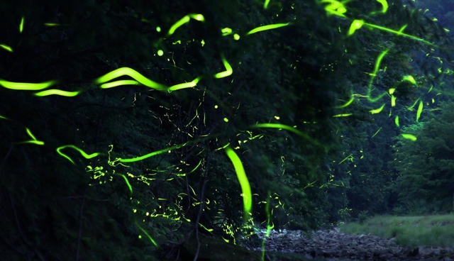 蒸し暑くなった夜に乱舞するゲンジボタル。求愛の季節は終盤に差し掛かる＝１８日未明、兵庫県多可町八千代区俵田（約１分間露光）