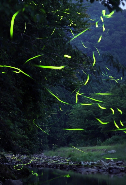 蒸し暑くなった夜に乱舞するゲンジボタル。求愛の季節は終盤に差し掛かる＝１８日未明、兵庫県多可町八千代区俵田（約１分間露光）