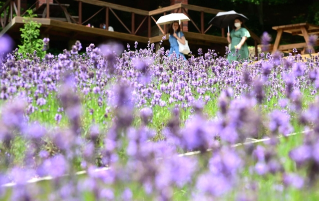 紫の色合いと爽やかな香りが涼しげなラベンダー園＝１９日午後、神戸布引ハーブ園