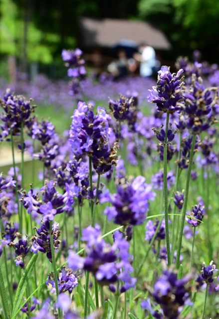 紫の色合いと爽やかな香りが涼しげなラベンダー園＝１９日午後、神戸布引ハーブ園