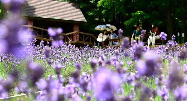 紫の色合いと爽やかな香りが涼しげなラベンダー園＝１９日午後、神戸布引ハーブ園