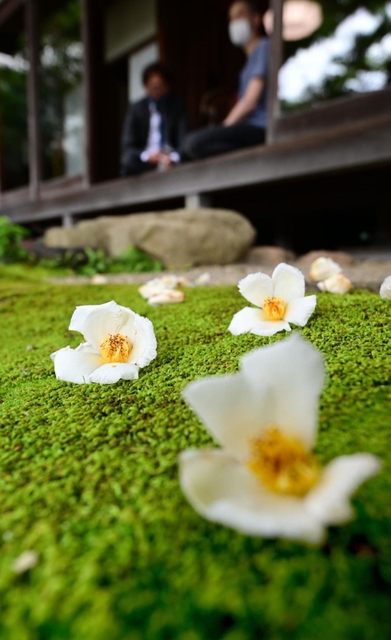 開花１日で落ちた白の大輪が、一面の緑のこけに映える＝神戸市北区有馬町