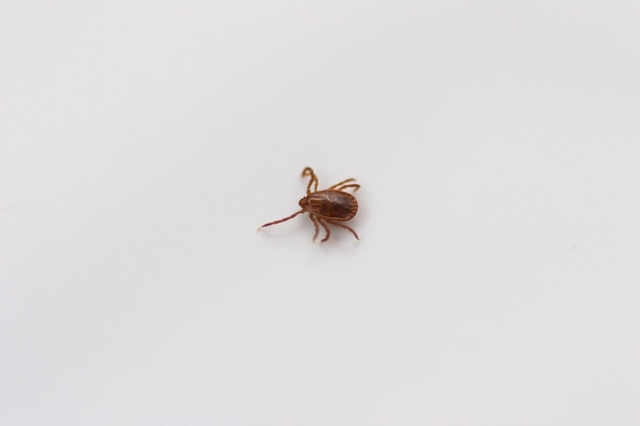 マダニ（資料写真／makotomo／stock.adobe.com）